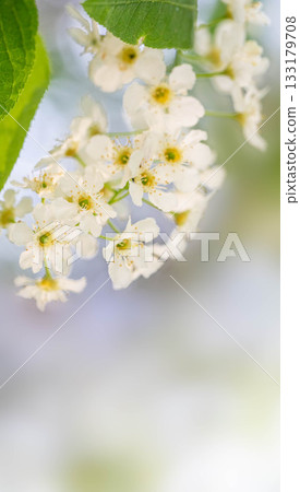 Bird cherry blossoms in soft focus with vibrant green leaves Vertical shot with copy space Bird cherry blossoms in soft focus with vibrant green leaves Vertical shot with copy space 133179708