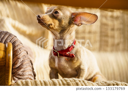 Little dog sitting on couch 133179769