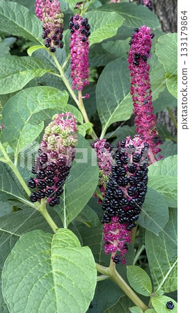 Clusters of ripening pokeweed berries on vibrant green leaves in a natural setting Clusters of ripening pokeweed berries on vibrant green leaves in a natural setting 133179864