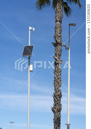 Traffic Surveillance Mast with Cameras and a Palm Tree in Urban Street Traffic Surveillance Mast with Cameras and a Palm Tree in Urban Street 133180620
