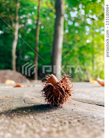 Close-up of spiky seed pod resting on wooden surface in lush green forest environment Close-up of spiky seed pod resting on wooden surface in lush green forest environment 133180664