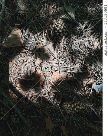 Forest floor with pine cones, leaves, and shadows creating a natural earthy texture Forest floor with pine cones, leaves, and shadows creating a natural earthy texture 133180691