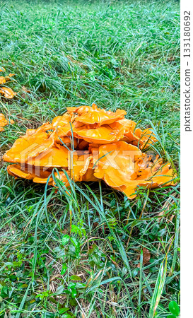 Vibrant orange mushrooms clustered together on lush green grass, showcasing natural beauty and intricate textures in a serene outdoor environment Vibrant orange mushrooms clustered together on lush green grass, showcasing natural beauty and intricate textures in a serene outdoor environment 133180692