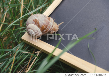 Small, brown and white snail is crawling on a black chalkboard Small, brown and white snail is crawling on a black chalkboard 133180694