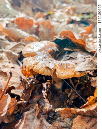 Brown mushroom growing among fallen leaves in a forest floor with natural sunlight illuminating scene Brown mushroom growing among fallen leaves in a forest floor with natural sunlight illuminating scene 133180695