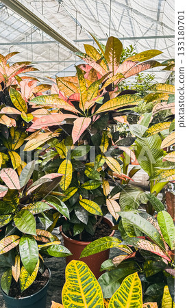 Vibrant indoor plants with colorful leaves thriving in a greenhouse, showcasing lush greenery and diverse foliage in a nurturing environment 133180701