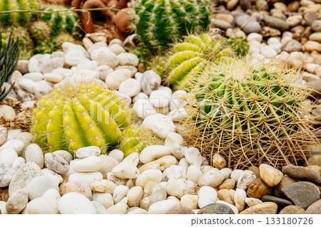 Group of cacti are growing in a rocky area Group of cacti are growing in a rocky area 133180726