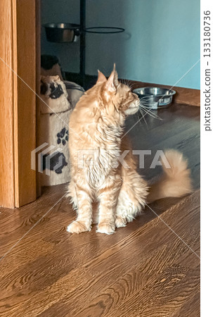 Fluffy orange cat sitting on wooden floor, looking curiously to the side, with pet food bowls and a cozy environment in the background, showcasing feline charm 133180736