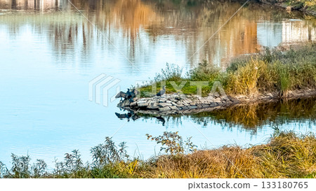 Cormorants perched on rocky outcrop by tranquil lake, surrounded by lush greenery and reflections of autumn foliage in calm water, showcasing serene nature scene 133180765