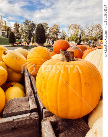 Vibrant orange pumpkin resting among yellow squash in wooden crates, surrounded by lush greenery and autumn foliage, capturing the essence of harvest season Vibrant orange pumpkin resting among yellow squash in wooden crates, surrounded by lush greenery and autumn foliage, capturing the essence of harvest season 133180814