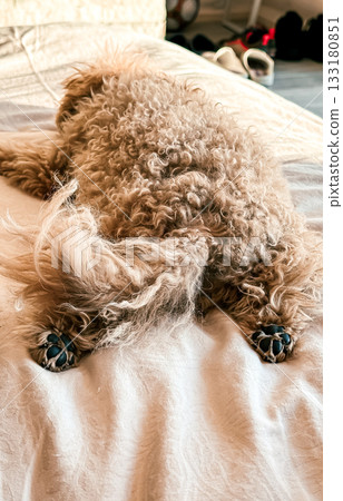Fluffy dog lying on a bed with paws stretched out, showcasing a relaxed and cozy atmosphere Fluffy dog lying on a bed with paws stretched out, showcasing a relaxed and cozy atmosphere 133180851