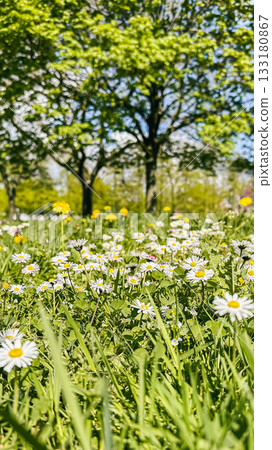 Vibrant wildflowers blooming in a lush green meadow under a clear blue sky 133180867