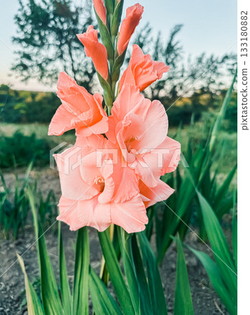 Vibrant pink gladiolus flowers blooming in a lush garden setting with green foliage 133180882