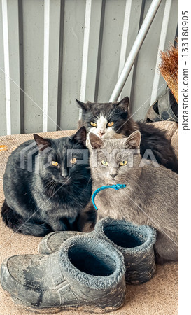 Three cats resting together near worn footwear in a cozy indoor setting with rustic charm 133180905