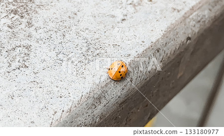 Yellow ladybug resting on a textured concrete surface with natural light illuminating its colors Yellow ladybug resting on a textured concrete surface with natural light illuminating its colors 133180977