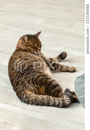 Domestic cat with striped fur is lounging comfortably on a light-colored floor, showcasing a relaxed posture and peaceful demeanor in a cozy indoor environment 133180988