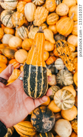 Hand holding unique striped gourd among a vibrant assortment of pumpkins and squash, showcasing autumn harvest and seasonal produce diversity 133181037
