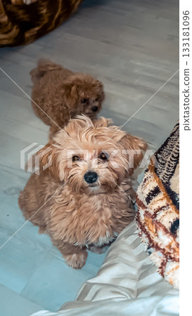 Two adorable fluffy dogs are sitting on a light wooden floor, showcasing their playful nature and charming expressions in a cozy indoor environment 133181096