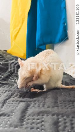 Small white rat is grooming itself on a textured black surface, with colorful fabric draped in the background, showcasing its playful nature Small white rat is grooming itself on a textured black surface, with colorful fabric draped in the background, showcasing its playful nature 133181106