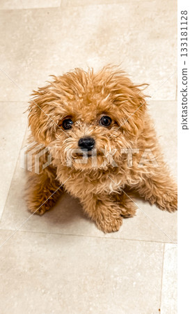 Fluffy brown puppy with curly fur sitting on light-colored floor, looking up with curious expression, showcasing adorable pet personality and charm Fluffy brown puppy with curly fur sitting on light-colored floor, looking up with curious expression, showcasing adorable pet personality and charm 133181128