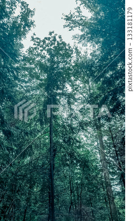 Tall evergreen trees reaching towards the sky in a dense forest, creating a serene and tranquil atmosphere with soft natural light filtering through Tall evergreen trees reaching towards the sky in a dense forest, creating a serene and tranquil atmosphere with soft natural light filtering through 133181179