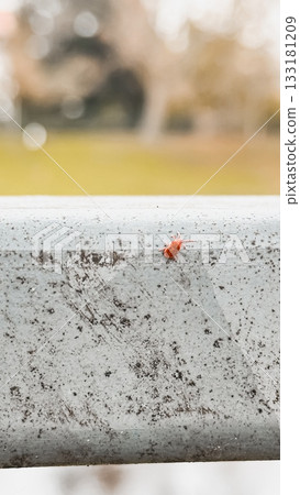 Small red ladybug perched on a metallic railing with blurred greenery in the background Small red ladybug perched on a metallic railing with blurred greenery in the background 133181209