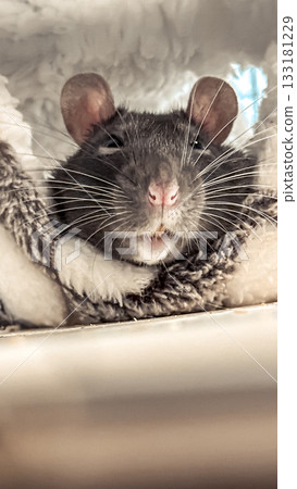 Adorable gray rat with prominent whiskers is nestled comfortably in soft blanket, showcasing its charming features and playful personality in a cozy environment Adorable gray rat with prominent whiskers is nestled comfortably in soft blanket, showcasing its charming features and playful personality in a cozy environment 133181229