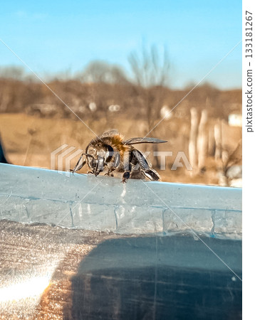 Close-up of a bee perched on a transparent surface with a blurred natural background Close-up of a bee perched on a transparent surface with a blurred natural background 133181267