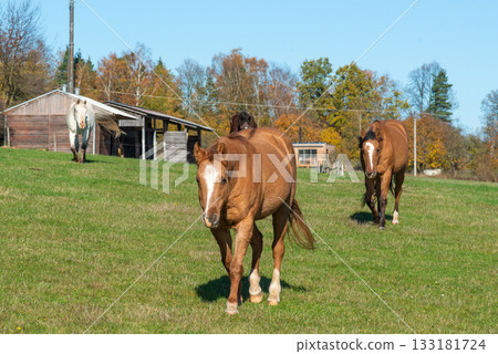 Horses on a pasture during autumn 133181724