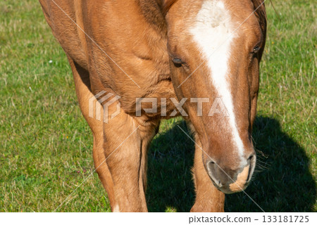 Detail of a brown horse grazing on pasture 133181725