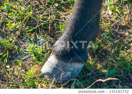 detail of a hoof of Shetland pony 133181732