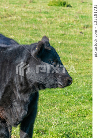 Potrait of black cow on pasture Potrait of black cow on pasture 133181733