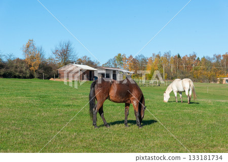 Horses on a pasture during autumn Horses on a pasture during autumn 133181734