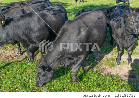 Potrait of black cow on pasture Potrait of black cow on pasture 133181735