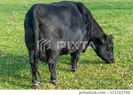 Single black meat cattle grazing on pasture Single black meat cattle grazing on pasture 133181740