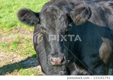 Potrait of black cow on pasture 133181741