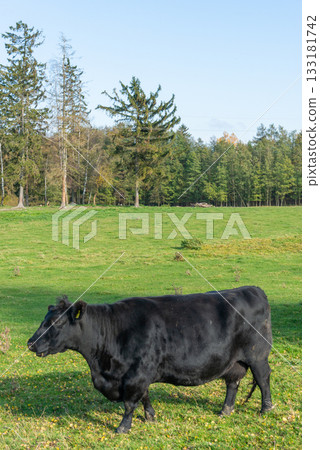 Single black meat cattle grazing on pasture Single black meat cattle grazing on pasture 133181742