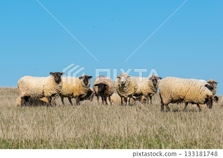 Herd of sheep grazing on pasture Herd of sheep grazing on pasture 133181748