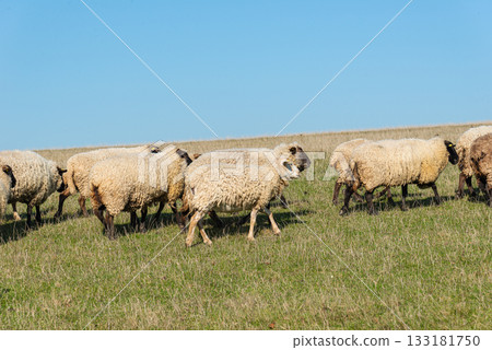 Herd of sheep grazing on pasture 133181750