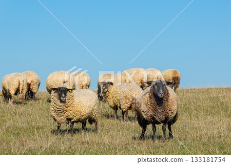 Herd of sheep grazing on pasture 133181754