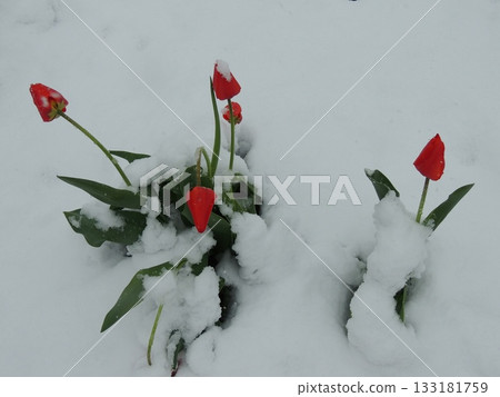 Pink tulip buds under a layer of freshly fallen snow at the junction of winter and spring, natural contrasts of fresh spring flowers and a cold snow storm, the off-season with the first garden flowers Pink tulip buds under a layer of freshly fallen snow at the junction of winter and spring, natural contrasts of fresh spring flowers and a cold snow storm, the off-season with the first garden flowers 133181759