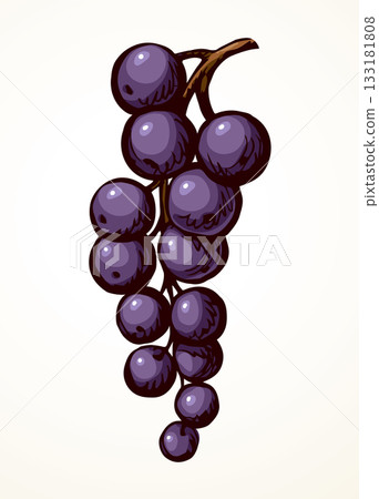 Currants on branch. Vector drawing 133181808