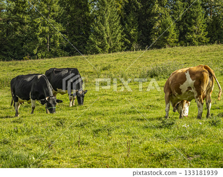 Cows Grazing in a Lush Green Pasture 133181939