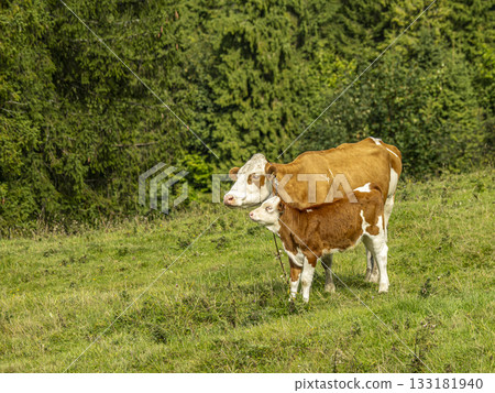 Brown And White Cow With Calf In Green Pasture On A Sunny Farm Day 133181940