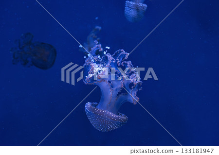 Group of Phyllorhiza punctata or Australian spotted jellyfish swim in deep blue water of aquarium Group of Phyllorhiza punctata or Australian spotted jellyfish swim in deep blue water of aquarium 133181947