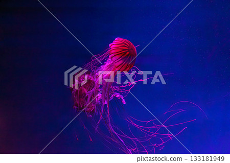Japanese sea nettle, chrysaora pacifica jellyfish swim in blue water with pink light of aquarium 133181949