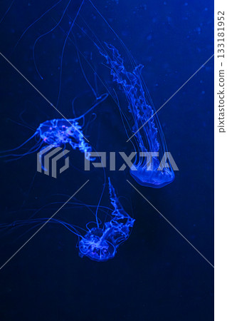 Chrysaora achlyos or black sea nettle jellyfish swim in blue water with illumination of aquarium Chrysaora achlyos or black sea nettle jellyfish swim in blue water with illumination of aquarium 133181952