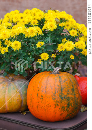 Bright orange pumpkin and bouquet of yellow chrysanthemum flowers in autumn garden setting Bright orange pumpkin and bouquet of yellow chrysanthemum flowers in autumn garden setting 133181984