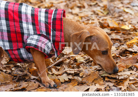Portrait of domestic dog, pet. Small brown dachshund in red checkered outfit walks in an autumn park Portrait of domestic dog, pet. Small brown dachshund in red checkered outfit walks in an autumn park 133181985