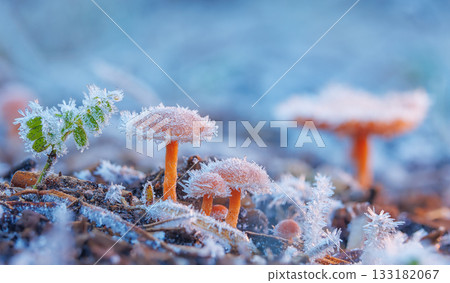 Frosted Mushroom in a Snowy Meadow, cold winter morning background 133182067